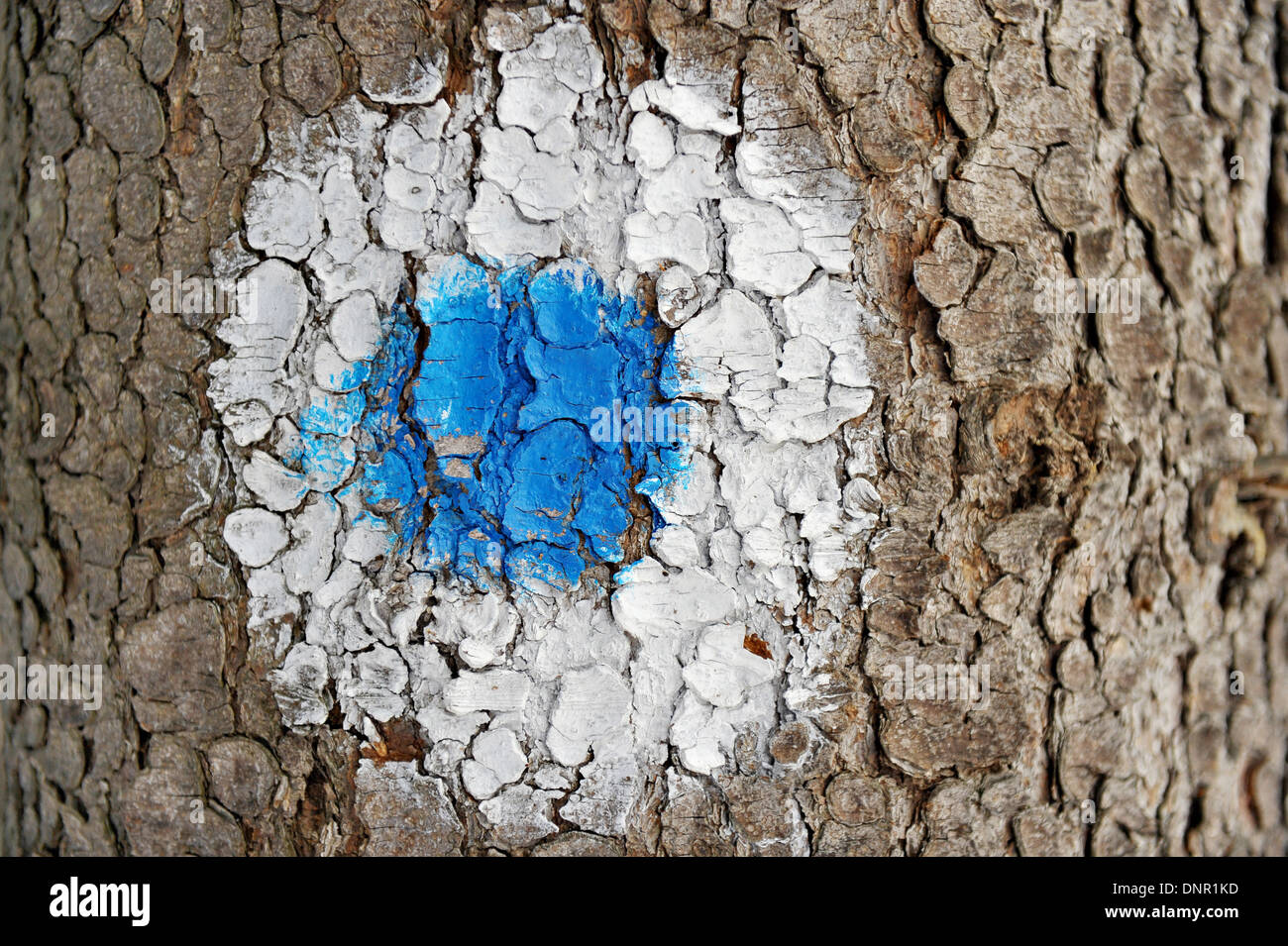 Punto blu all'interno di un cerchio bianco segnando un itinerario turistico su un albero Foto Stock