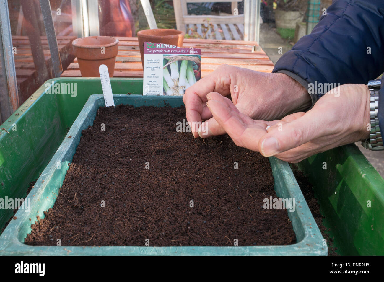 Giardiniere amatoriale la semina di semi di porro in un vassoio di seme all'interno di una serra Foto Stock