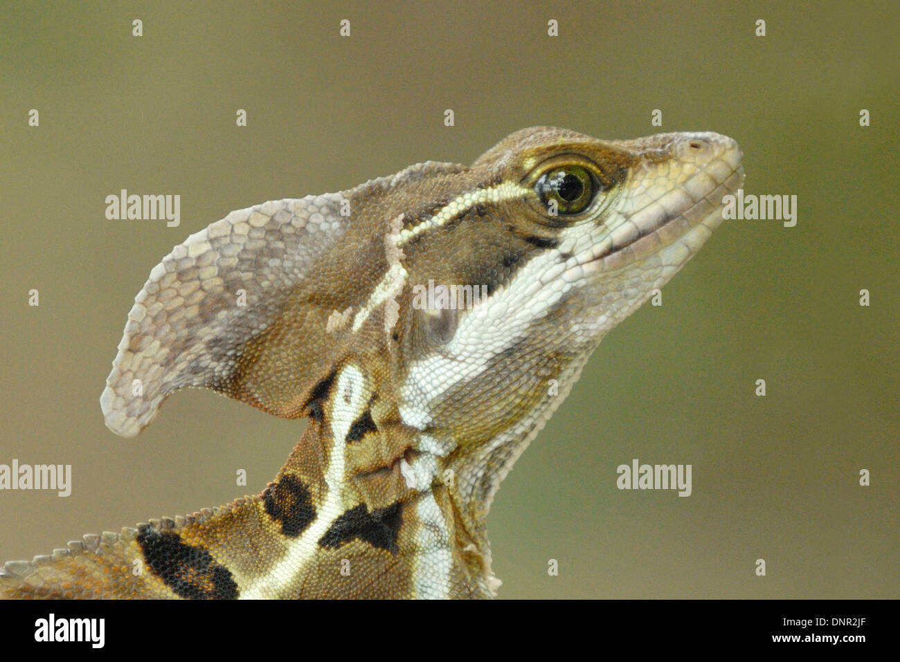 Basilisk Lizard (Basiliscus Basiliscus) testa e cresta Foto Stock