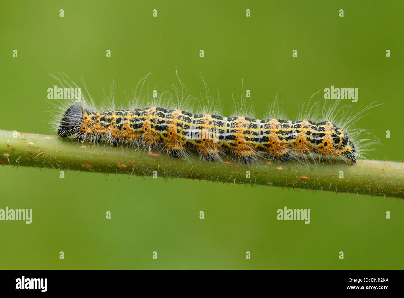 Buff-punta Moth caterpillar (Phalera bucephala) Foto Stock