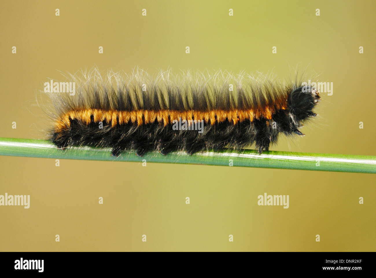 Fox Moth Caterpillar (Macrothylacia rubi) Foto Stock