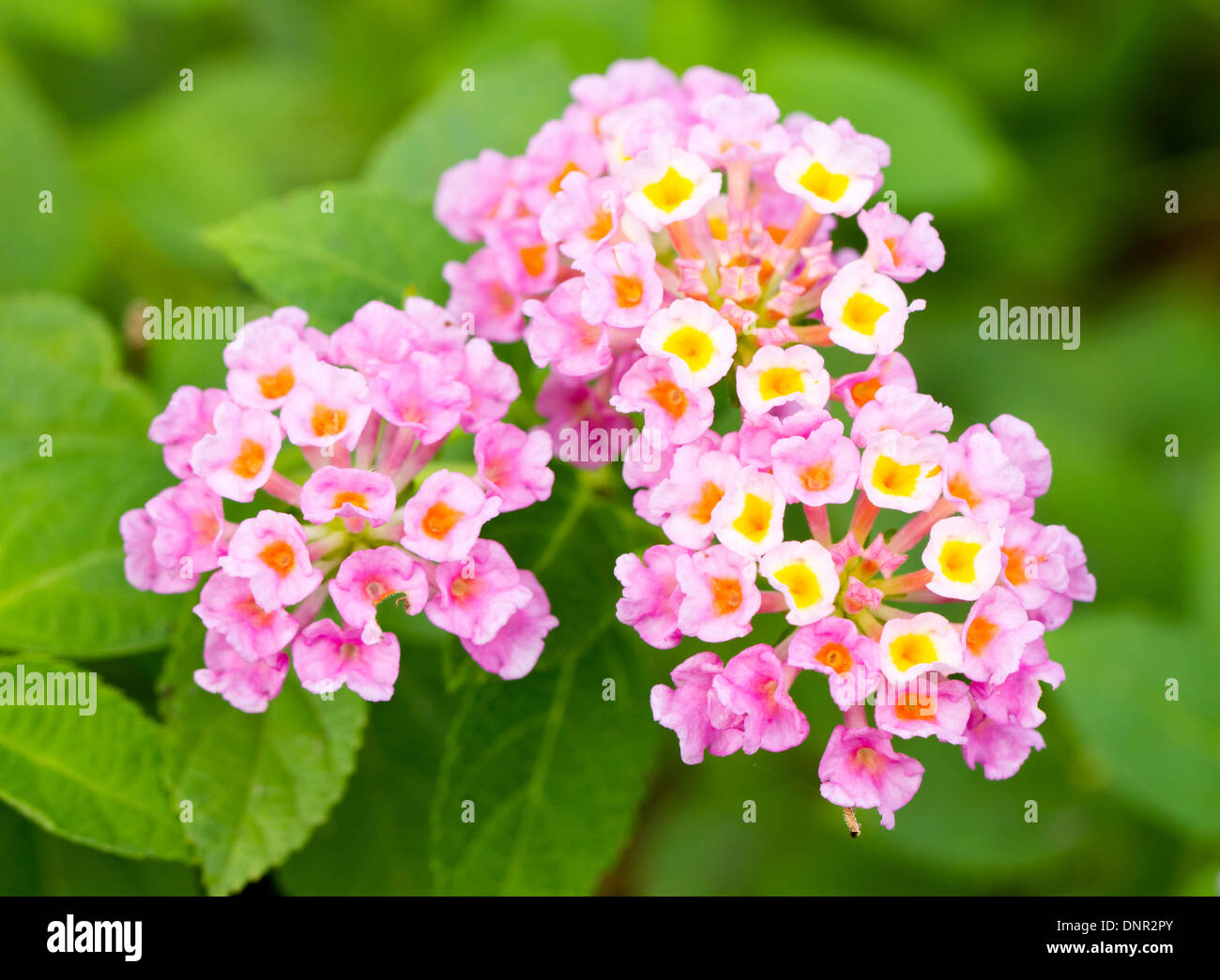 Rosa fiori di lantana. Foto Stock