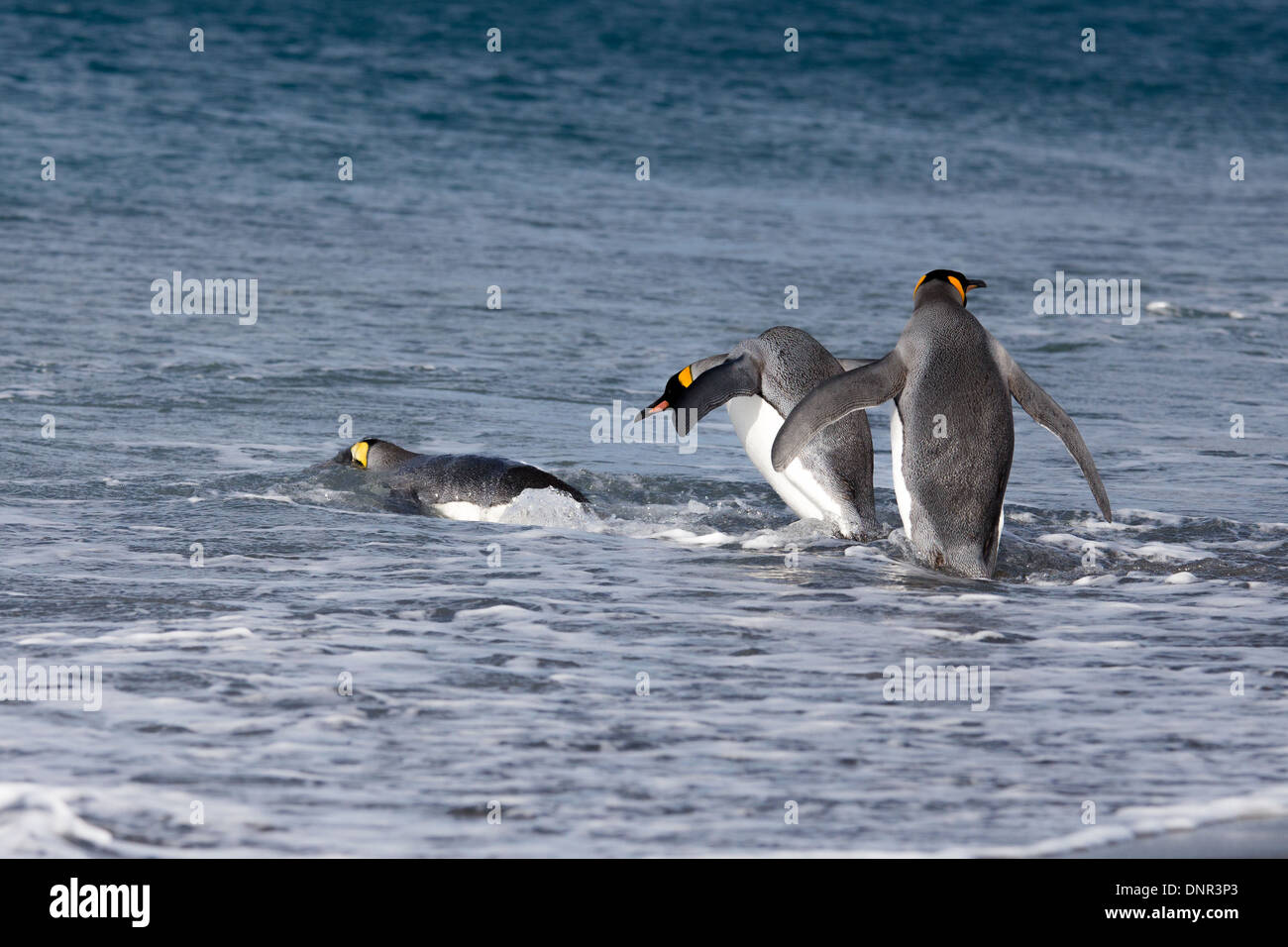 Tre Re pinguini immettere nell'oceano Foto Stock