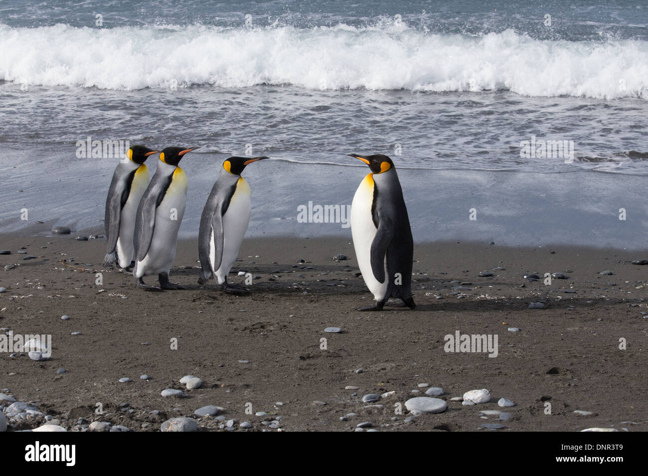 Pinguini su parade Foto Stock