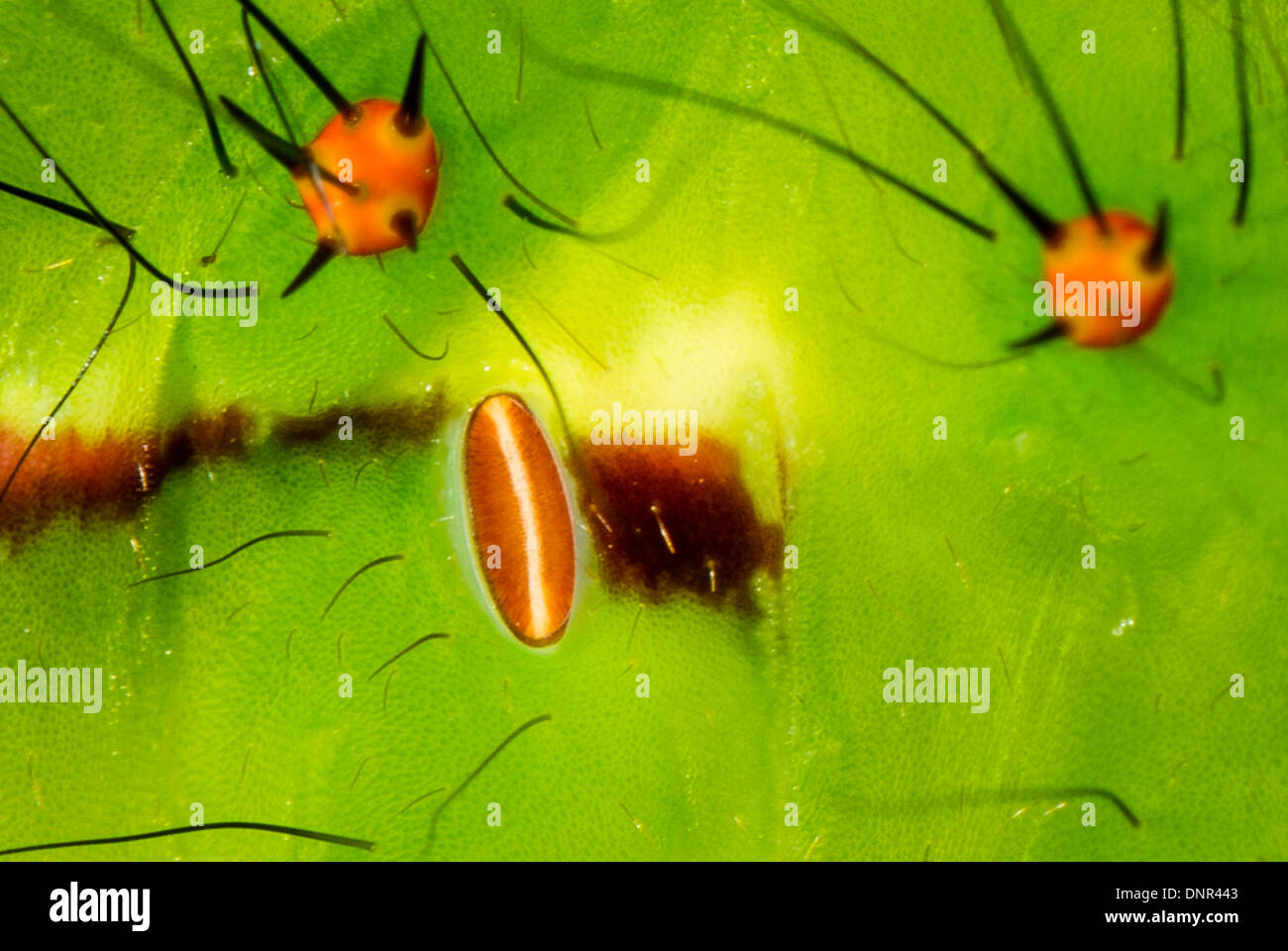 Una larva della Luna Indiana falena che mostra un spiracle Foto Stock