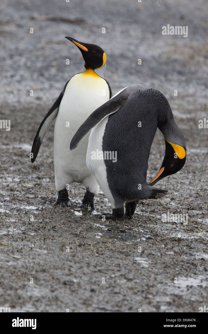 Vista posteriore del pinguino headless Foto Stock