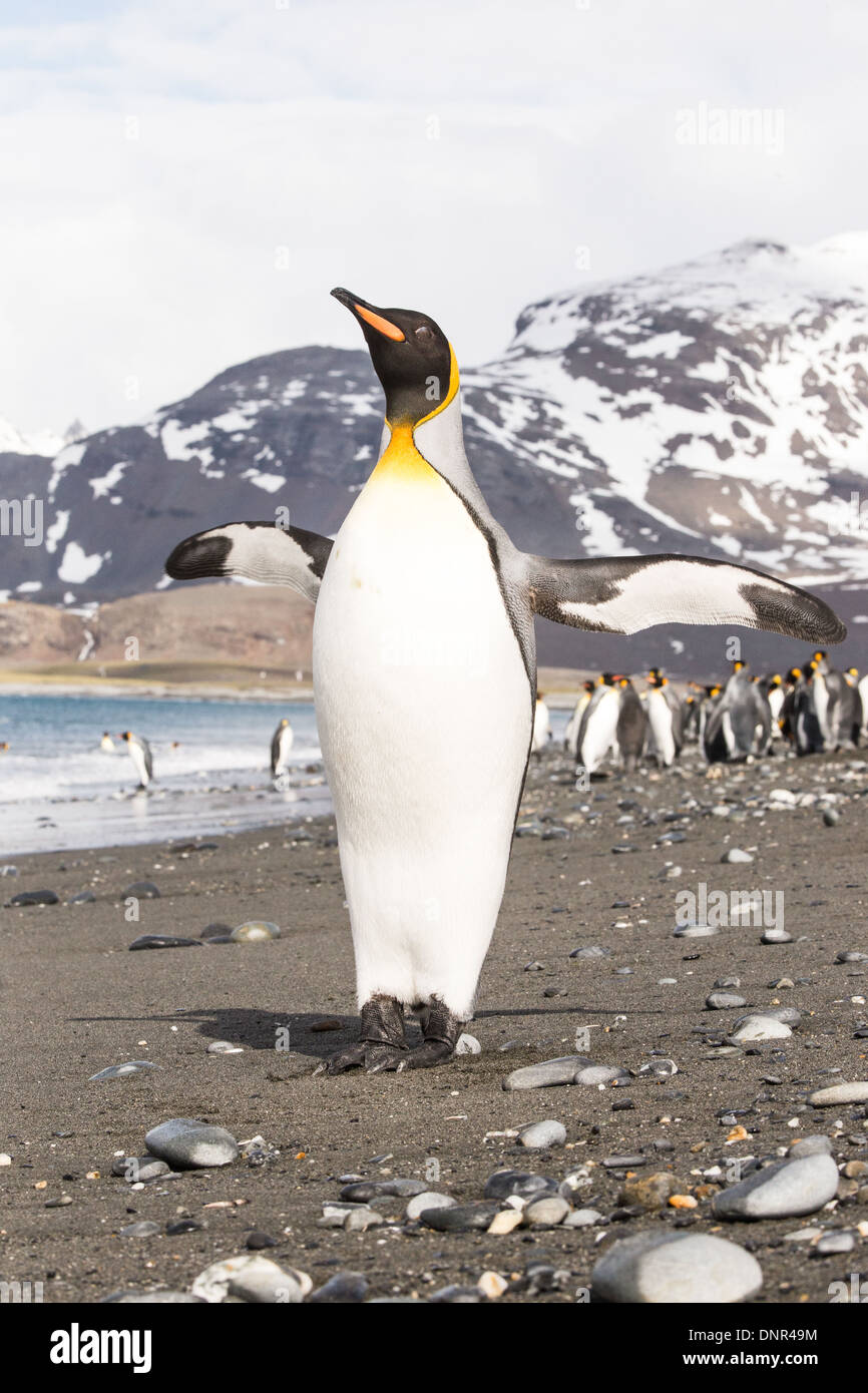 Un pinguino si stende le sue ali su di una spiaggia in Georgia del Sud Foto Stock