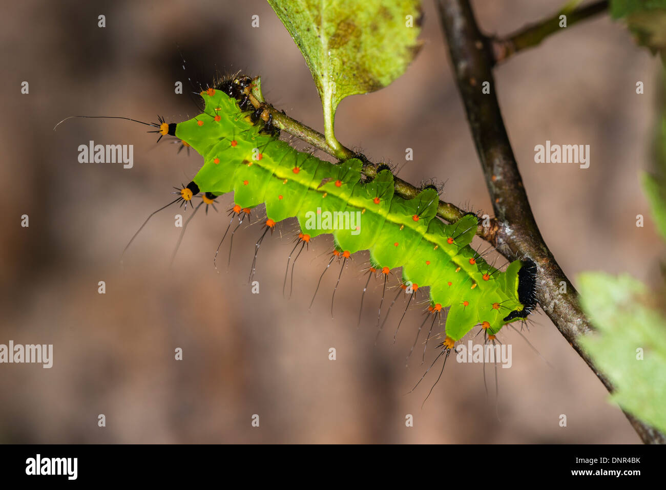 Una larva della Luna Indiana moth alimentare Foto Stock