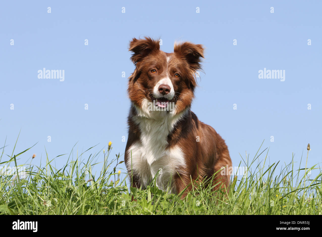 Cane Border Collie / adulti (rosso e bianco) in piedi in un prato Foto Stock