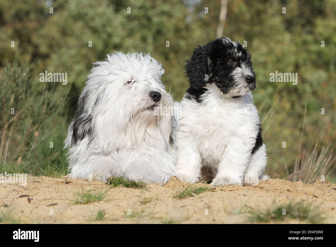Polish Lowland Sheepdog / Nizinny / Polski Owczarek Nizinny / adulti e puppy in un prato Foto Stock