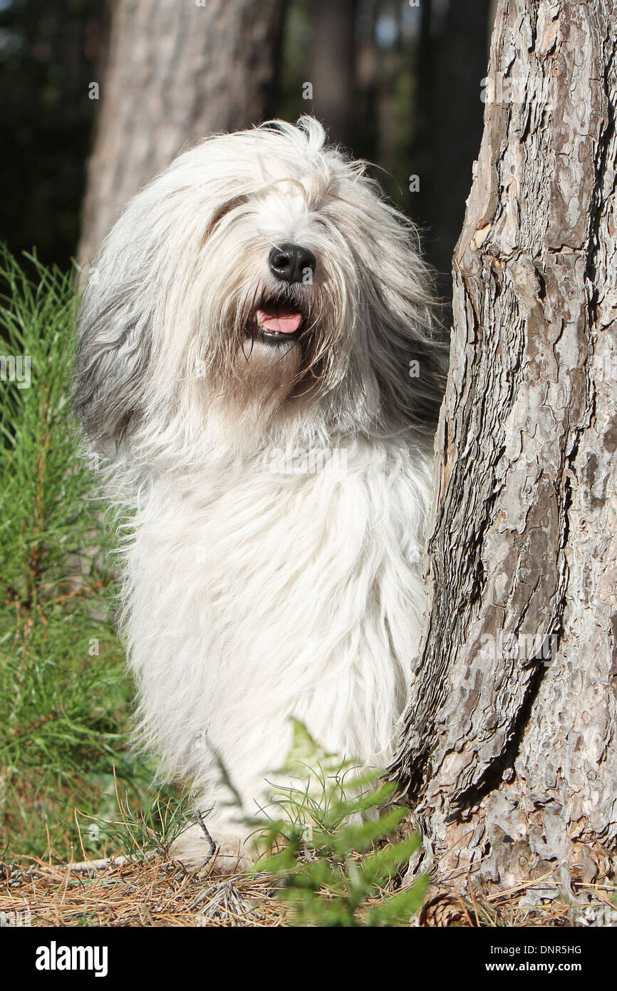 Polish Lowland Sheepdog / Nizinny / Polski Owczarek Nizinny / adulti in piedi accanto a un albero Foto Stock