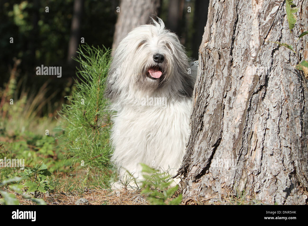 Polish Lowland Sheepdog / Nizinny / Polski Owczarek Nizinny / adulti in piedi accanto a un albero Foto Stock