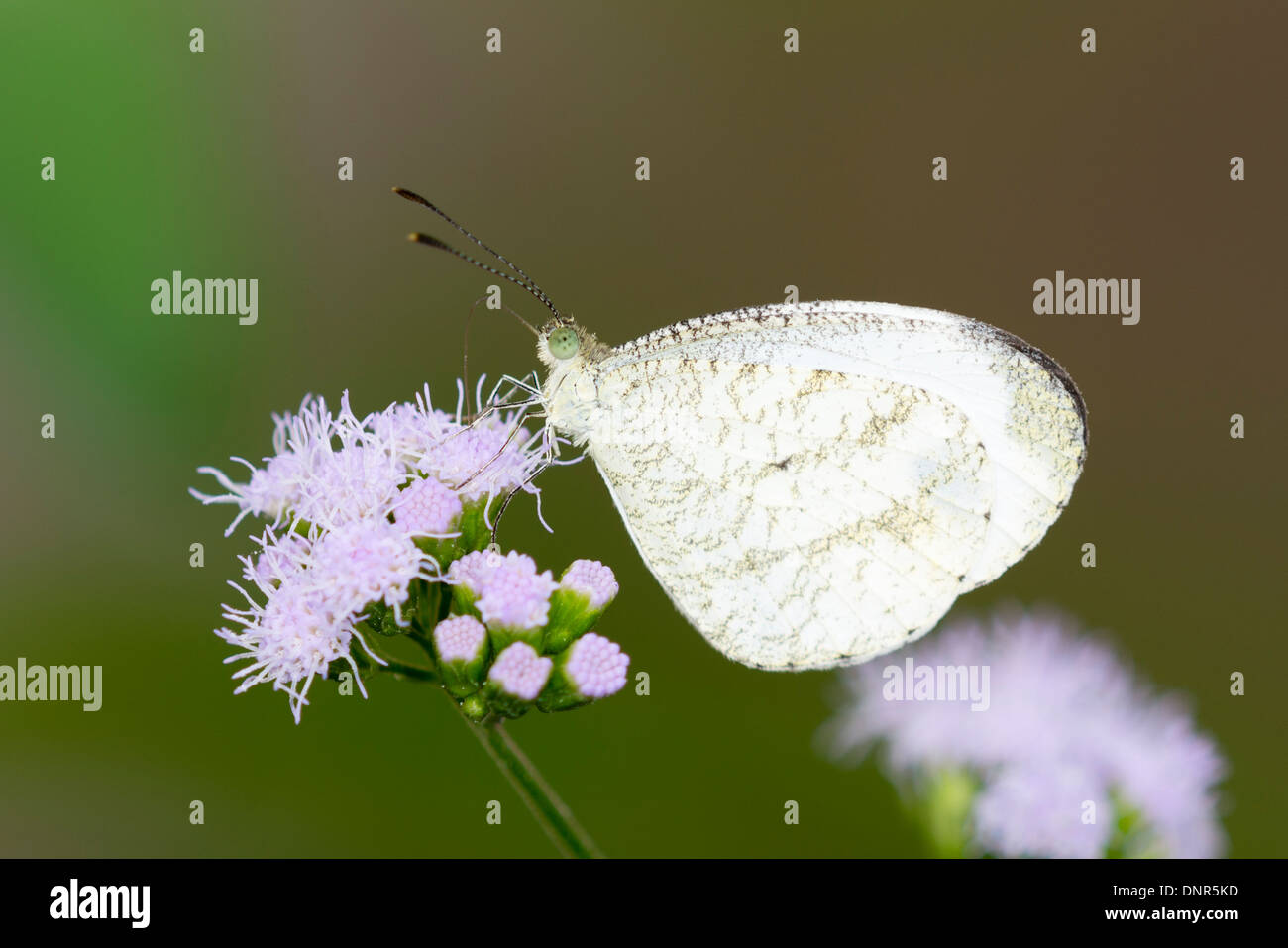 Un legno bianco di alimentazione a farfalla Foto Stock