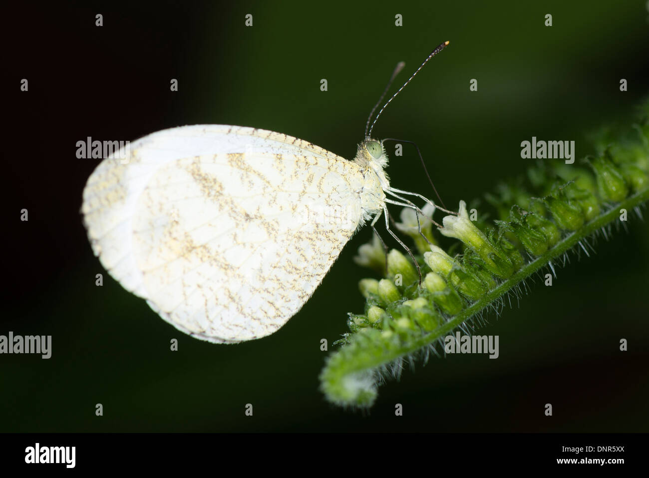 Un legno bianco di alimentazione a farfalla Foto Stock