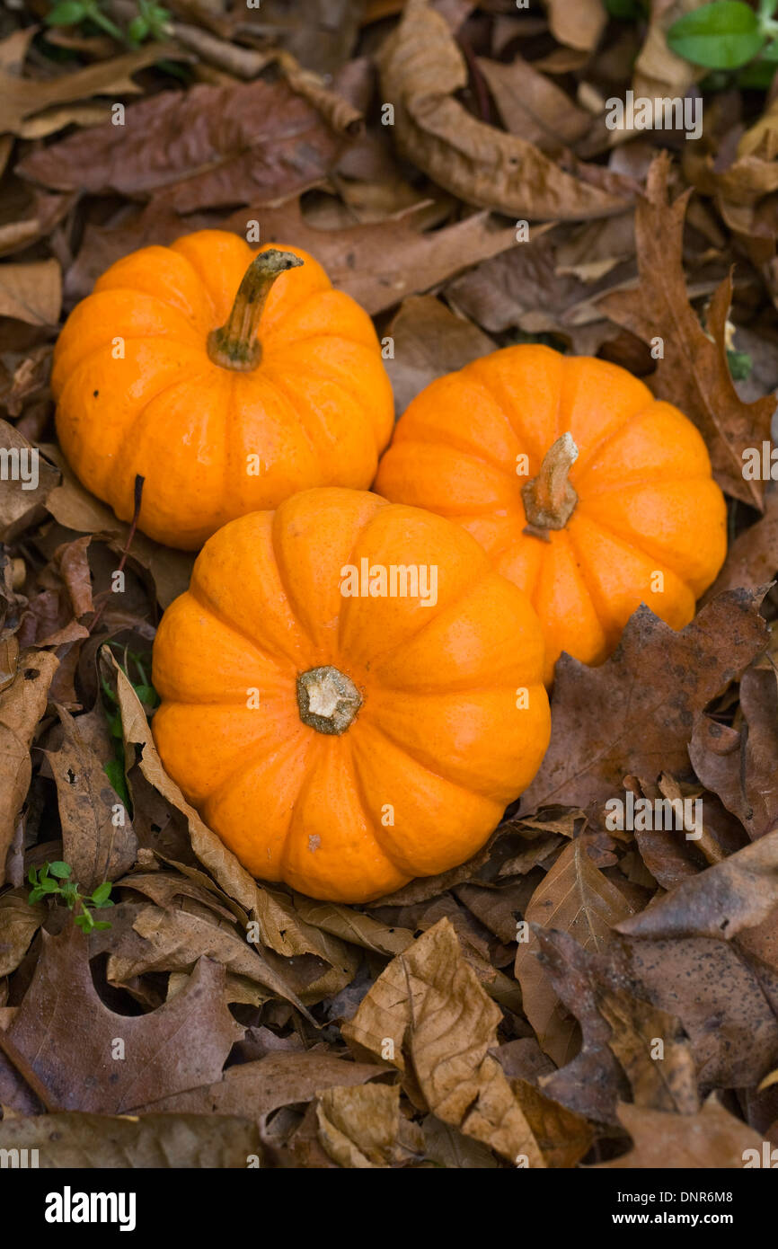 Cucurbita. Tre mini zucche su foglie di autunno. Foto Stock