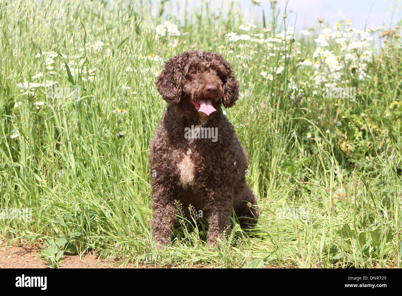 Cane Perro de Agua Espanol / Spagnolo acqua cane adulto in piedi in un prato Foto Stock