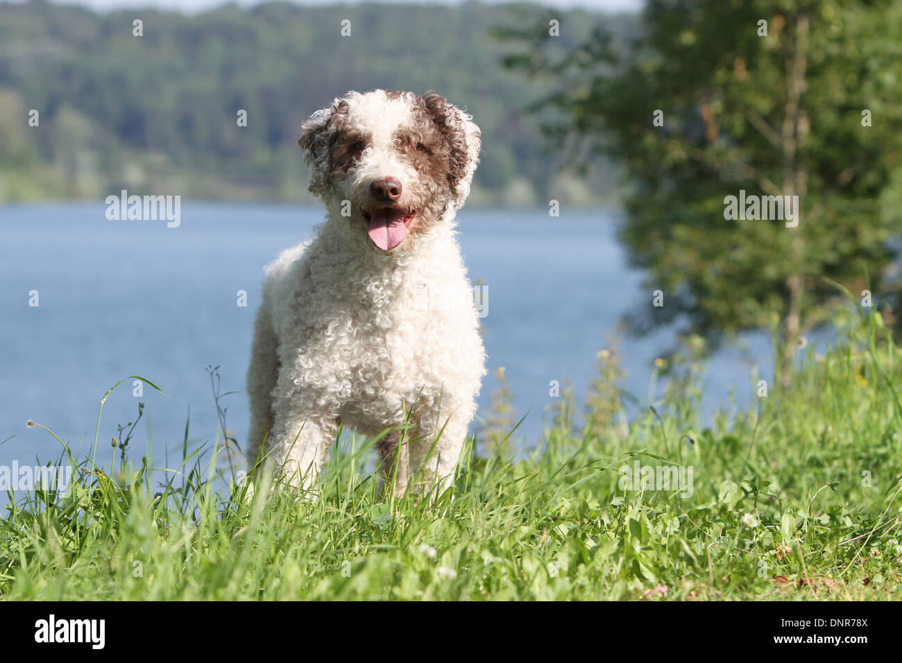 Cane Perro de Agua Espanol / Spagnolo acqua cane adulto in piedi sul bordo di un lago Foto Stock