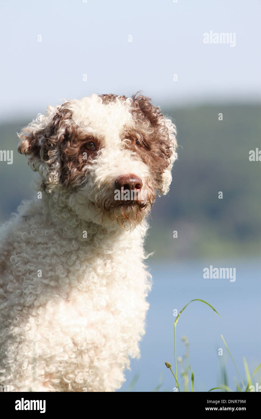 Cane Perro de Agua Espanol / Spagnolo acqua cane adulto ritratto Foto Stock