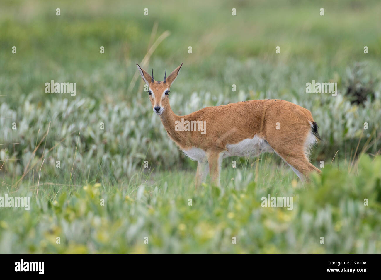 (Oribi Ourebia ourebi) alla pianura Liuwa national park nel nord-ovest dello Zambia. Foto Stock