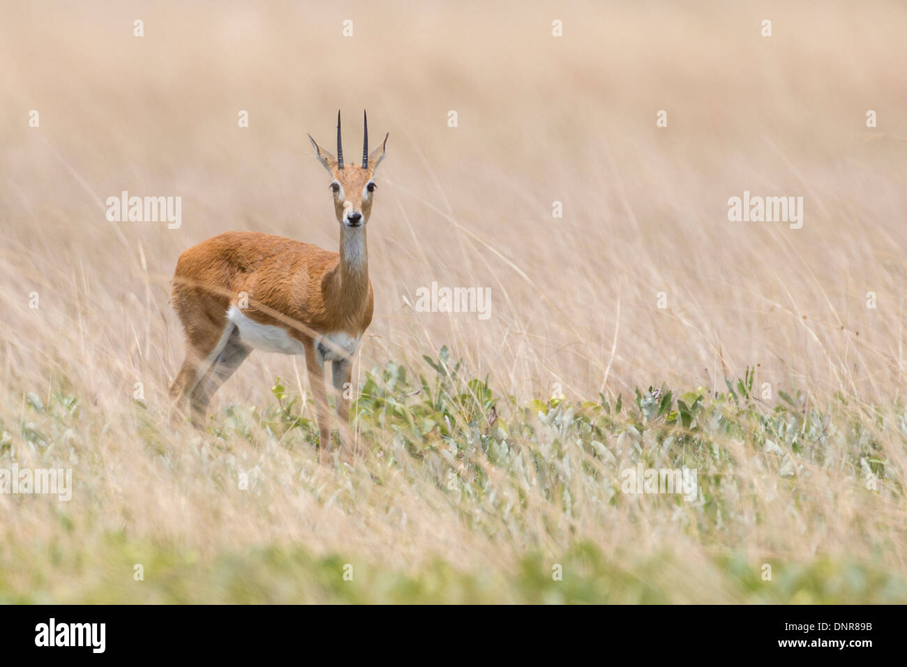 (Oribi Ourebia ourebi) alla pianura Liuwa national park nel nord-ovest dello Zambia. Foto Stock