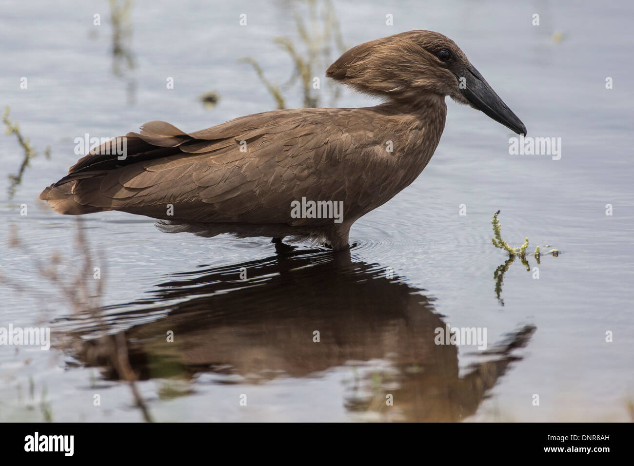 Hammerkop (Scopus umbretta) alla pianura Liuwa national park nel nord-ovest dello Zambia. Foto Stock