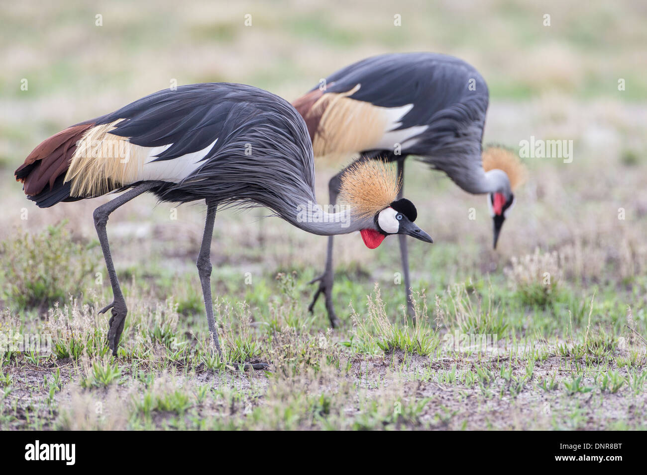 Crowned Crane (Balearica regulorum) alla pianura Liuwa national park nel nord-ovest dello Zambia. Foto Stock