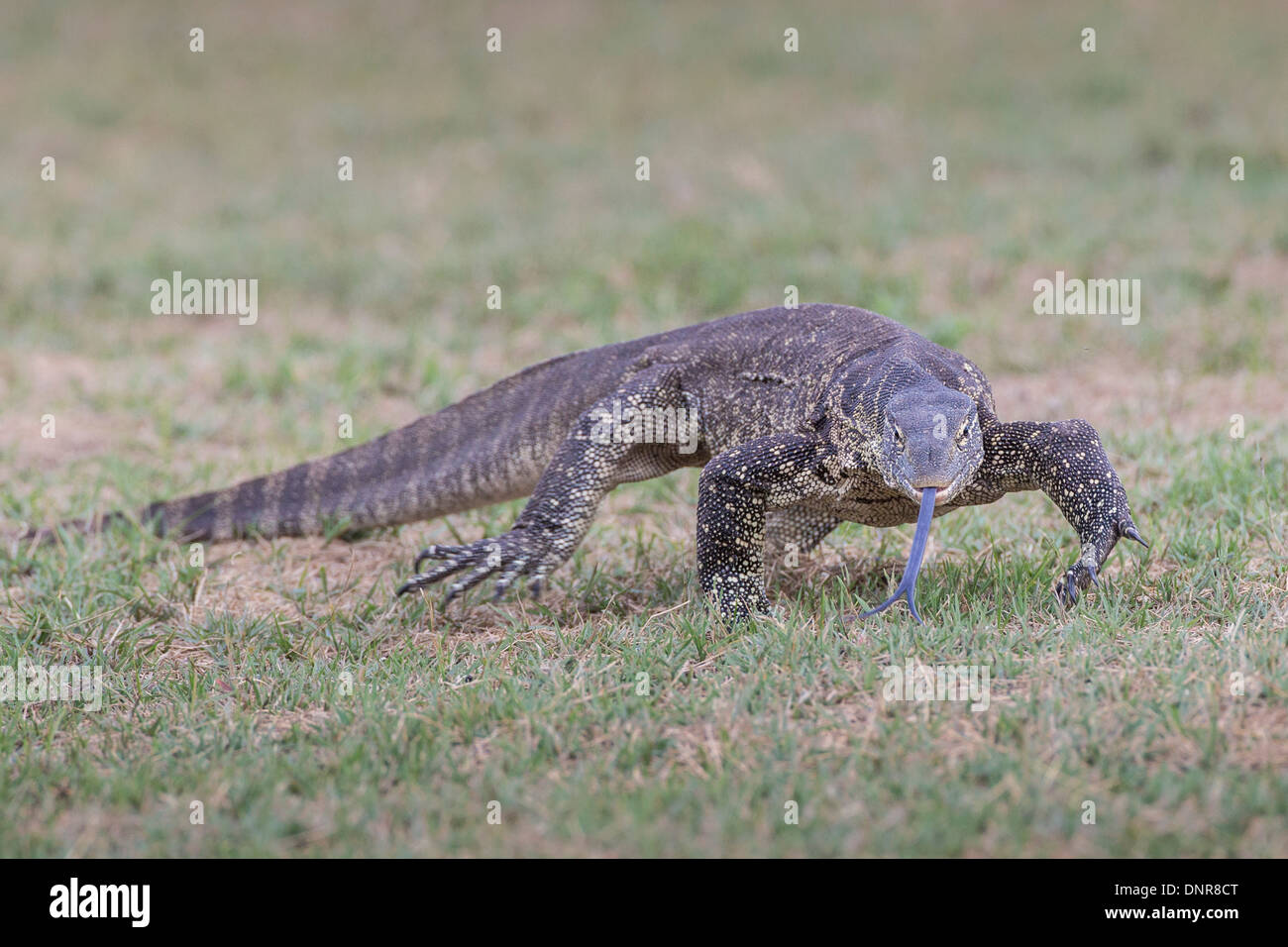 Monitor del Nilo (Varanus niloticus) alla pianura Liuwa national park nel nord-ovest dello Zambia. Foto Stock