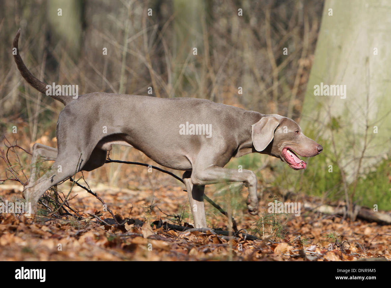 Cane Weimaraner shorthair / adulti rivolto in una foresta Foto Stock