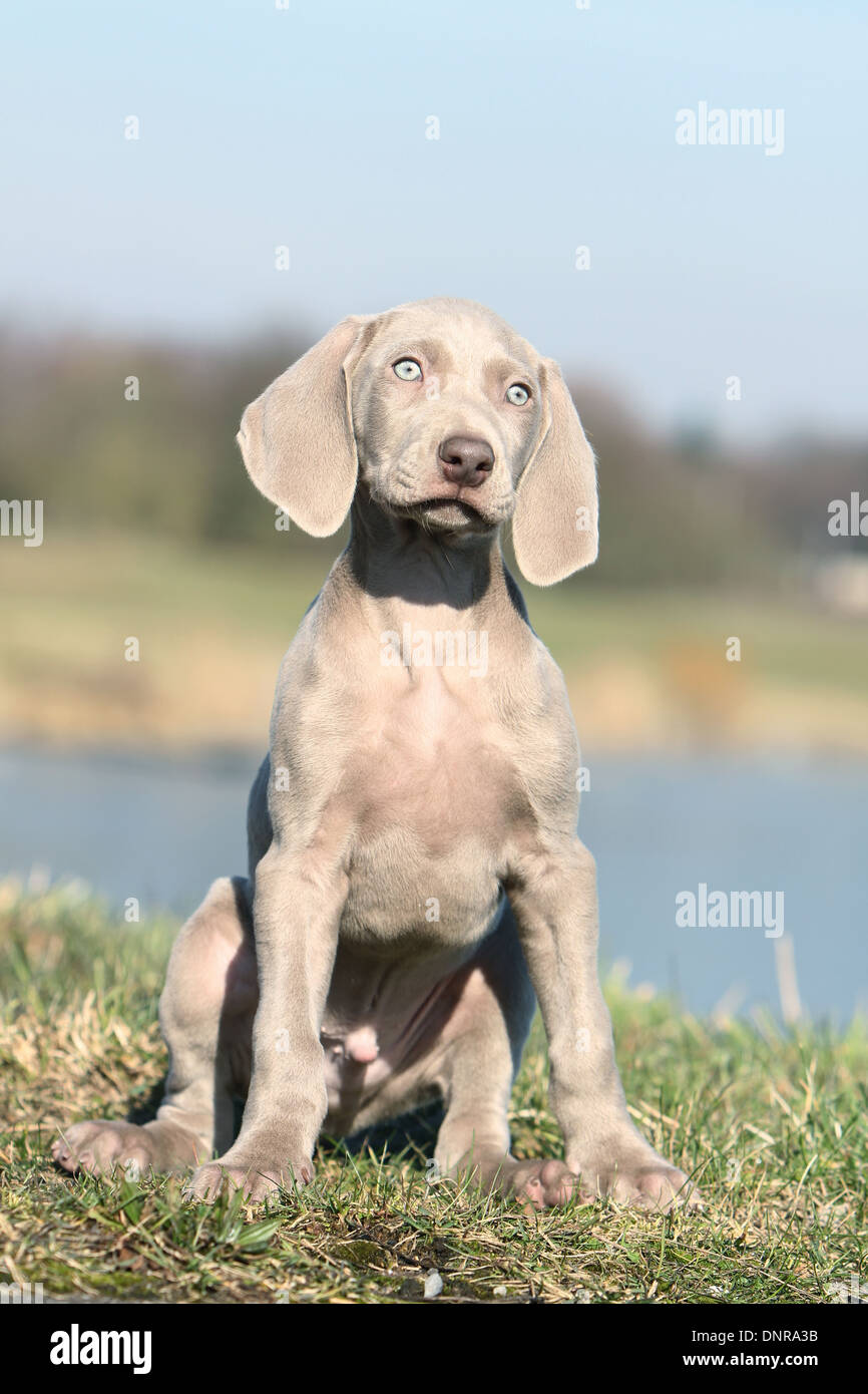 Carino a pelo corto weimaraner vorstehhund è in piedi su un prato verde.  Gli animali da compagnia. Cane di razza Foto stock - Alamy