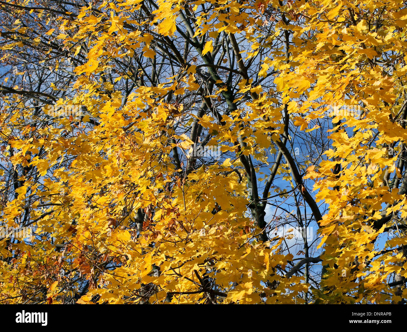 Acero in autunno cadono fogliame giallo foglie. Foto Stock