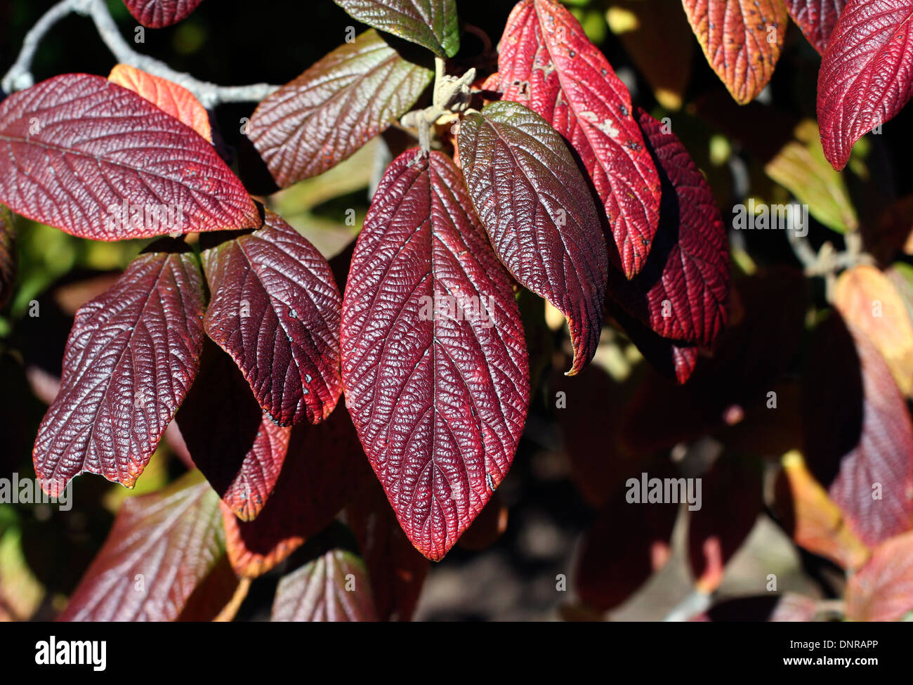 Viola e rosso autunno cadono le foglie. Foto Stock
