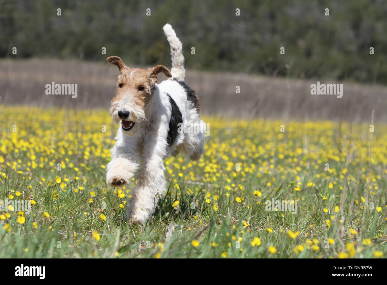 Filo di cane Fox Terrier / adulti in esecuzione in un campo di fiori Foto Stock