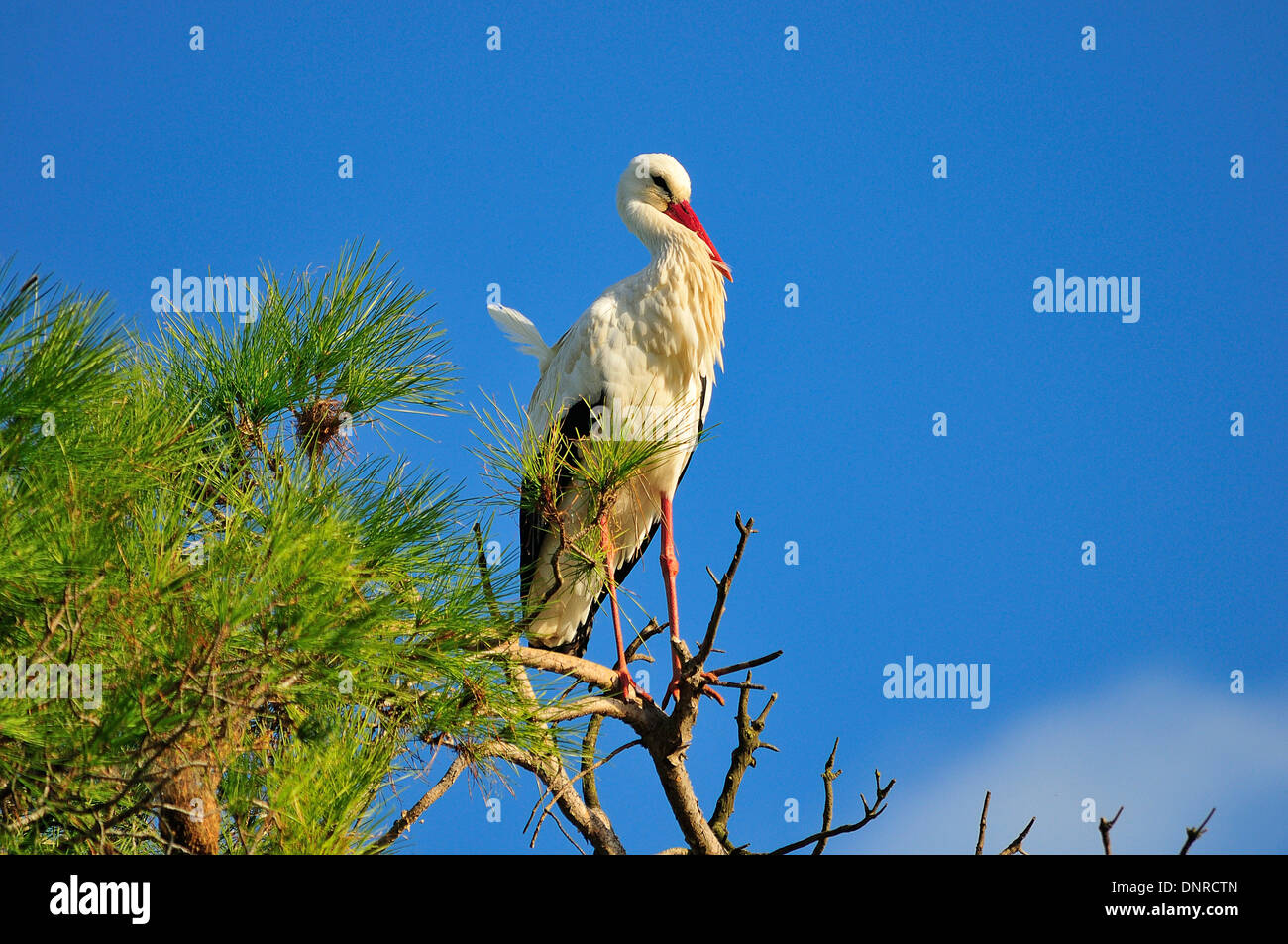 Cigüeña blanca Foto Stock