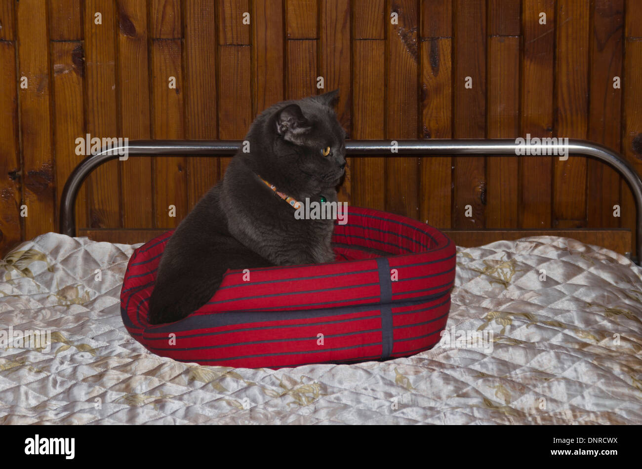 Gatto grigio con occhi Arancio staring a letto rosso Foto Stock