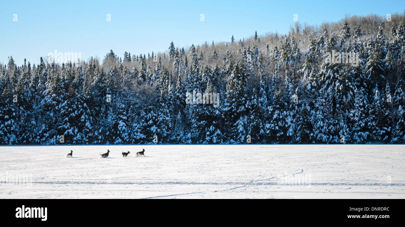 Attraversamento di cervi lago ghiacciato in Canada Foto Stock