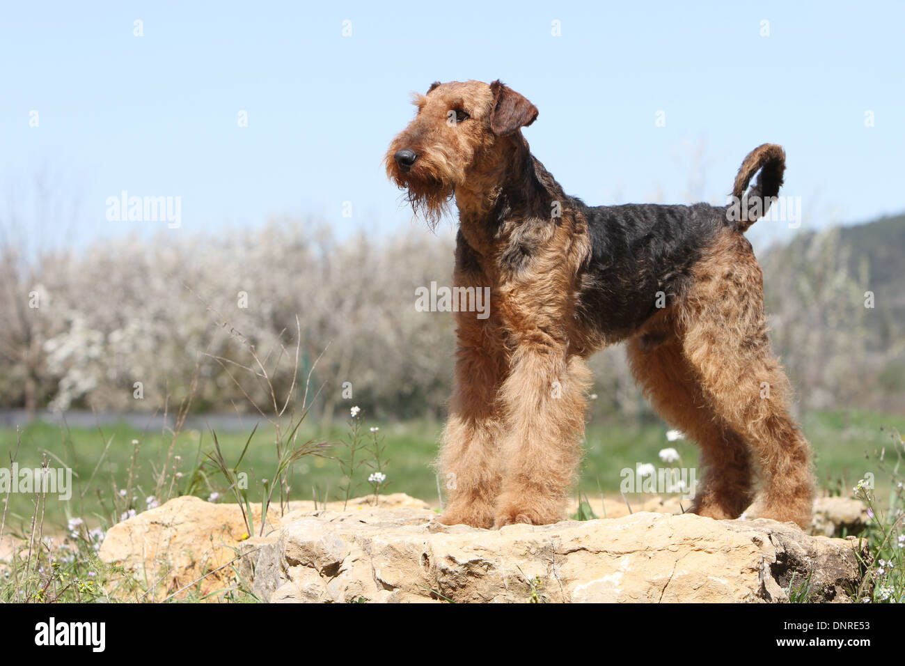 Cane Airedale Terrier / Waterside Terrier / adulti in piedi su una roccia Foto Stock