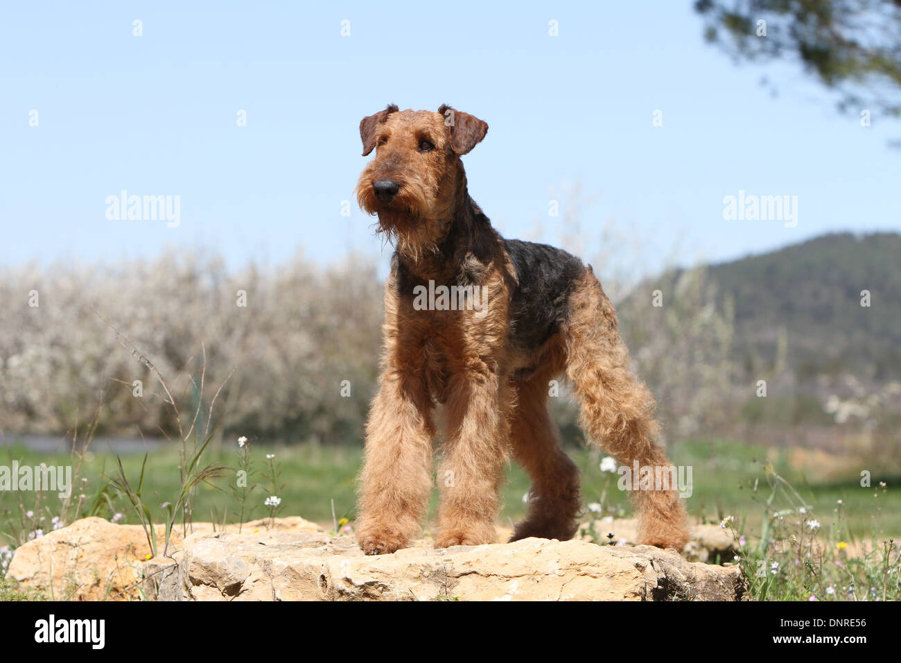 Cane Airedale Terrier / Waterside Terrier / adulti in piedi su una roccia Foto Stock