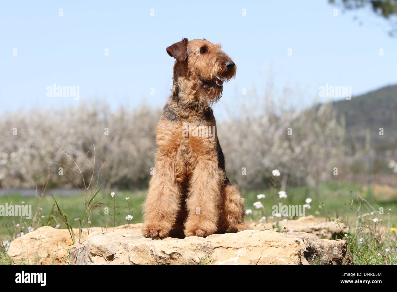 Cane Airedale Terrier / Waterside Terrier / adulto seduto su una roccia Foto Stock