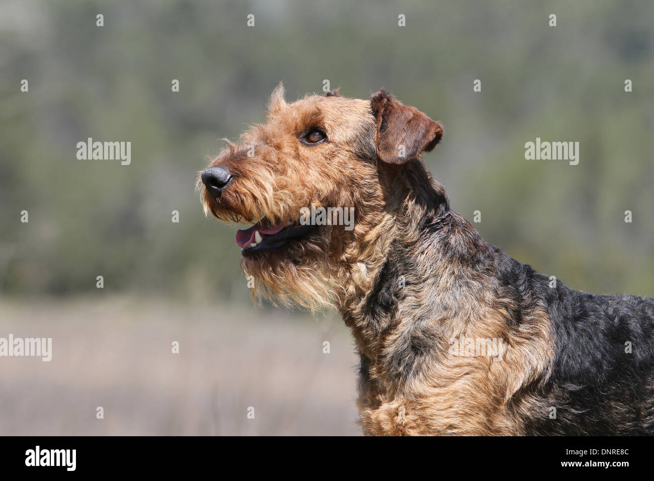 Cane Airedale Terrier / Waterside Terrier / adulto profilo verticale Foto Stock