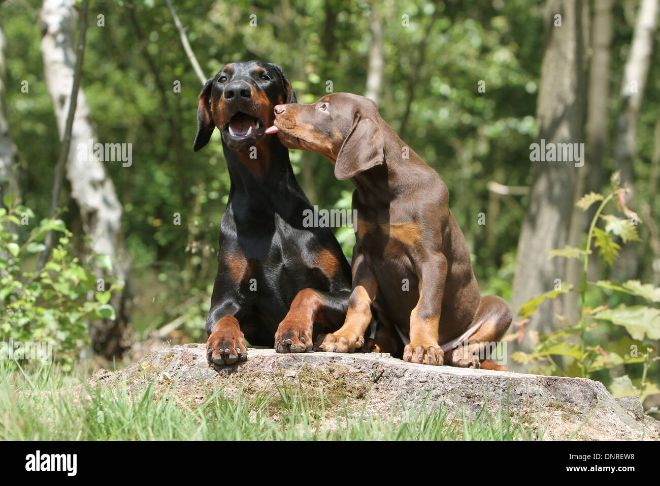 Cane Dobermann / Dobermann (naturale le orecchie) / adulto e cucciolo su un ceppo di albero Foto Stock