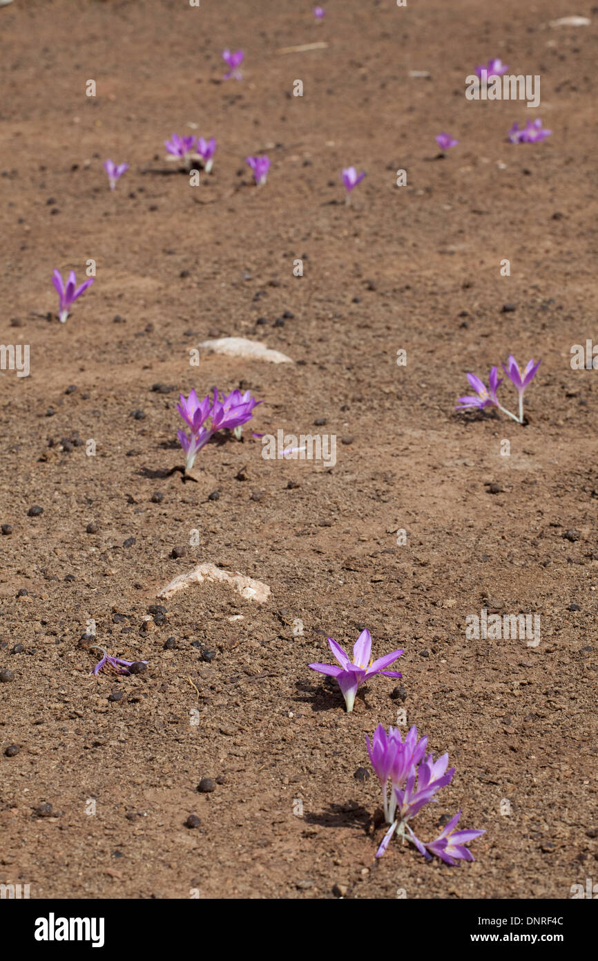 Crocus fiori Gömbe İkizgöl Turchia Antalya Foto Stock
