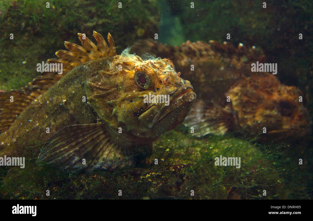 Istantanea di due atlantic cernia di fondale o pietra bass ('Mero de Roca') in acquario Finisterrae a La Coruña (Spagna) Foto Stock