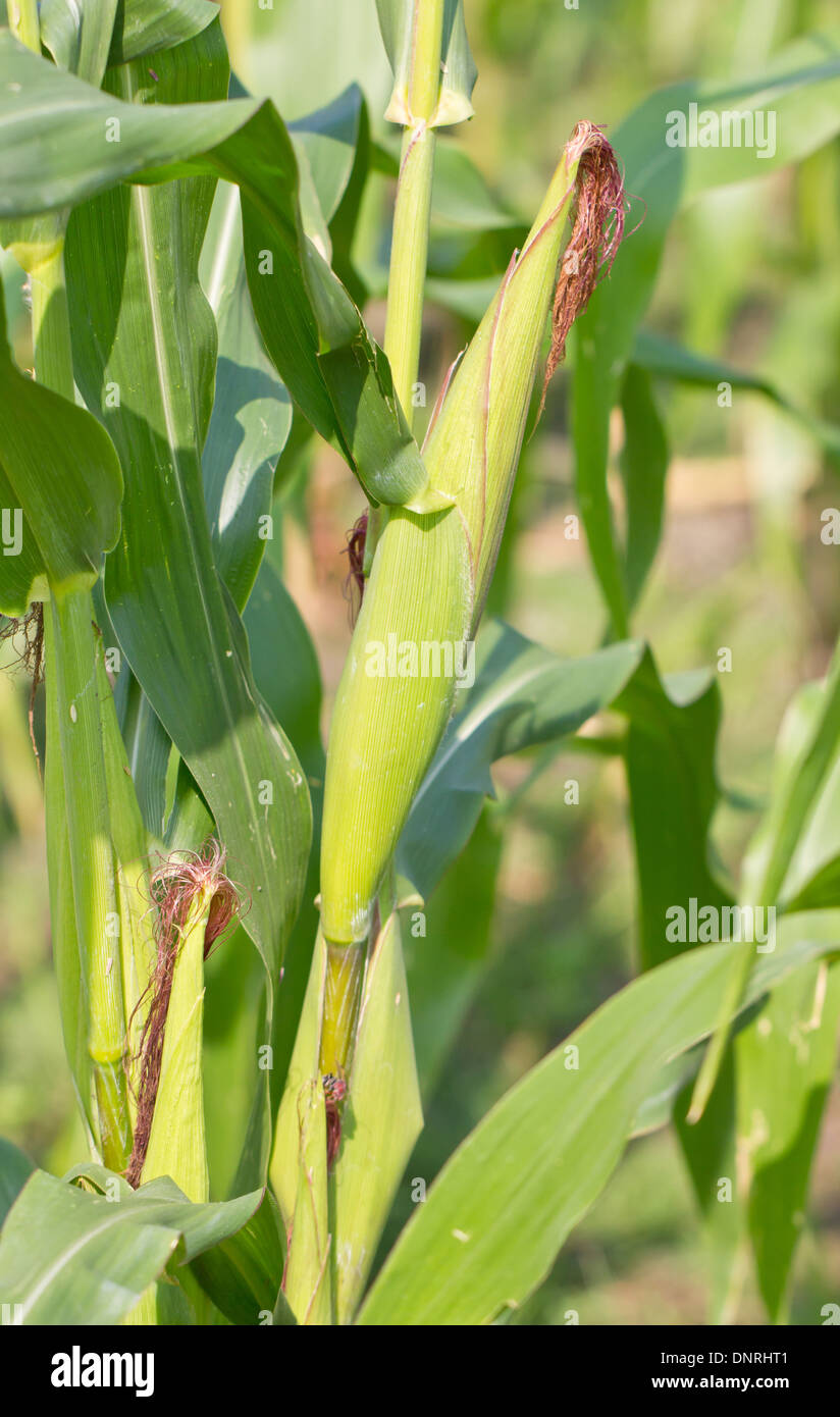 Pianta di mais vicino. Foto Stock
