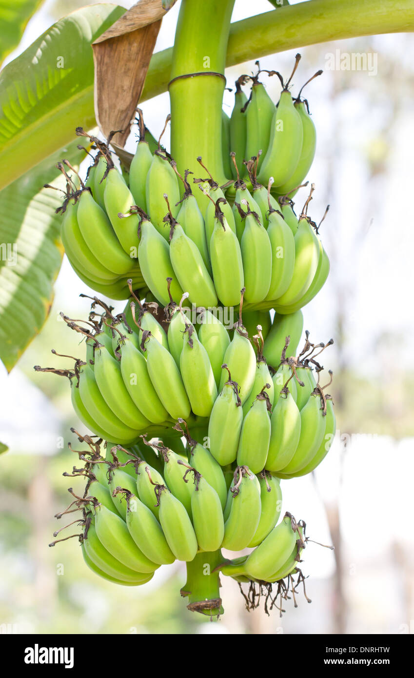 Bundle di giovani Banana. Foto Stock