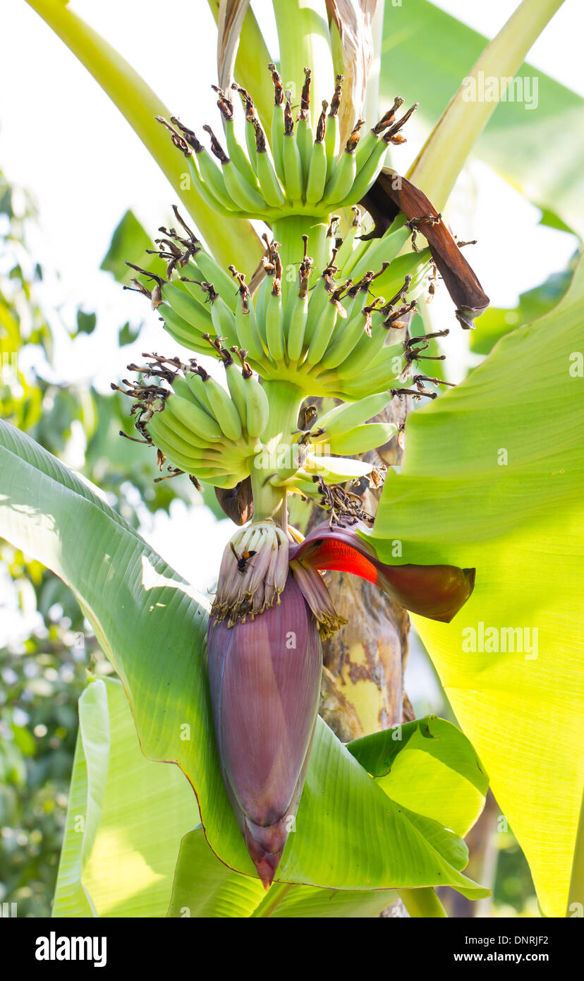 Crescente banana blossom sulla banana tree. Foto Stock