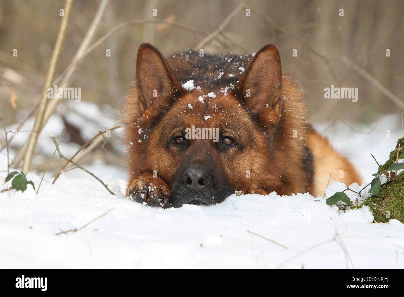 Cane pastore tedesco cane / Deutscher Schäferhund adulto giacente nella neve Foto Stock