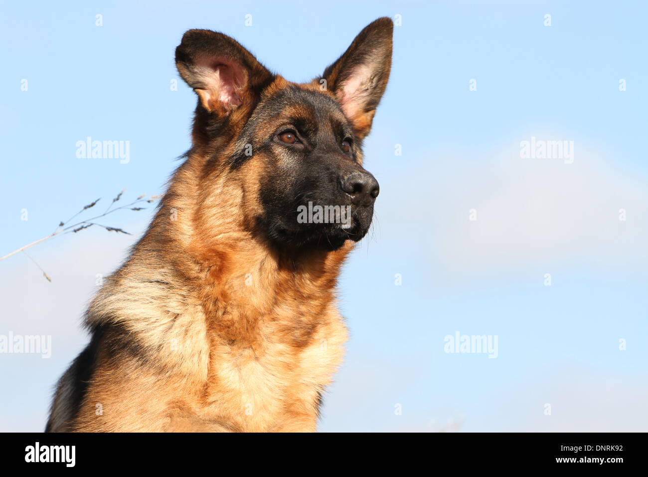 Cane pastore tedesco cane / Deutscher Schäferhund Ritratto di giovane Foto Stock