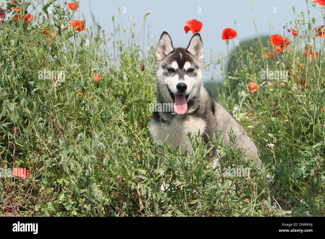 Cane Siberian Husky cucciolo seduto in un prato Foto Stock
