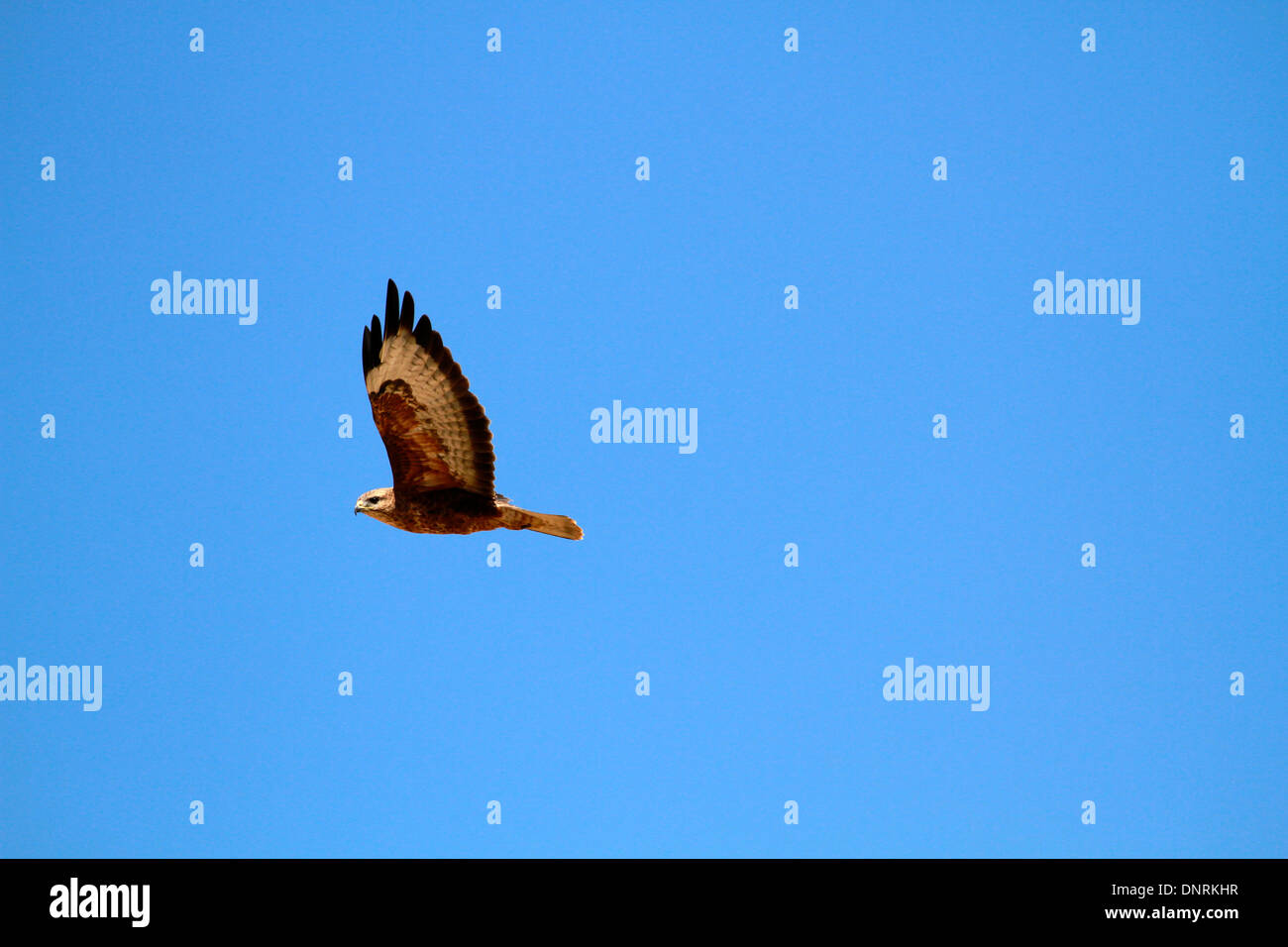 Steppa Poiana (Buteo vulpinus) in volo nel Boland, Sud Africa. Foto Stock