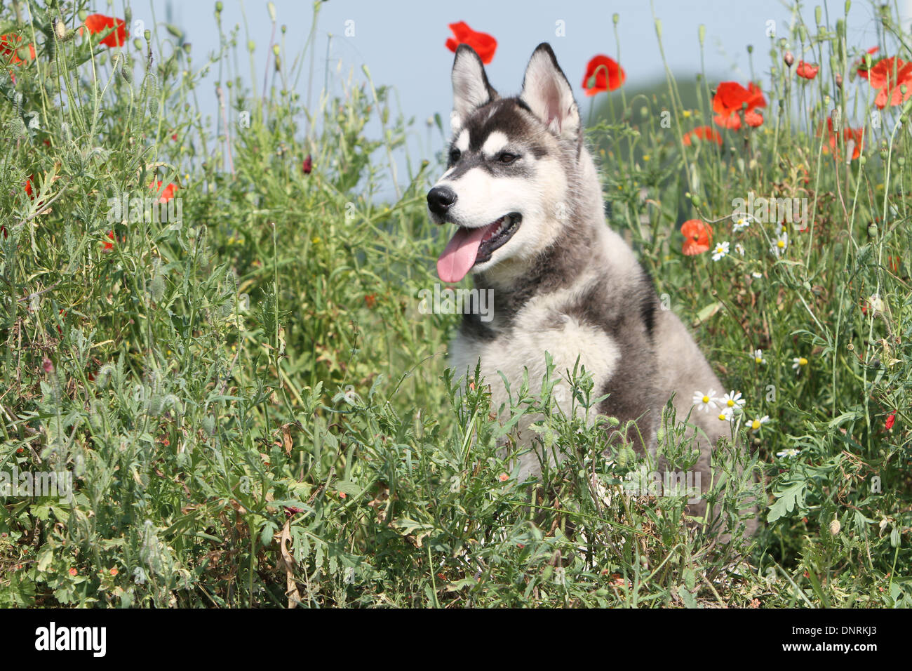 Cane Siberian Husky cucciolo seduto in un prato Foto Stock